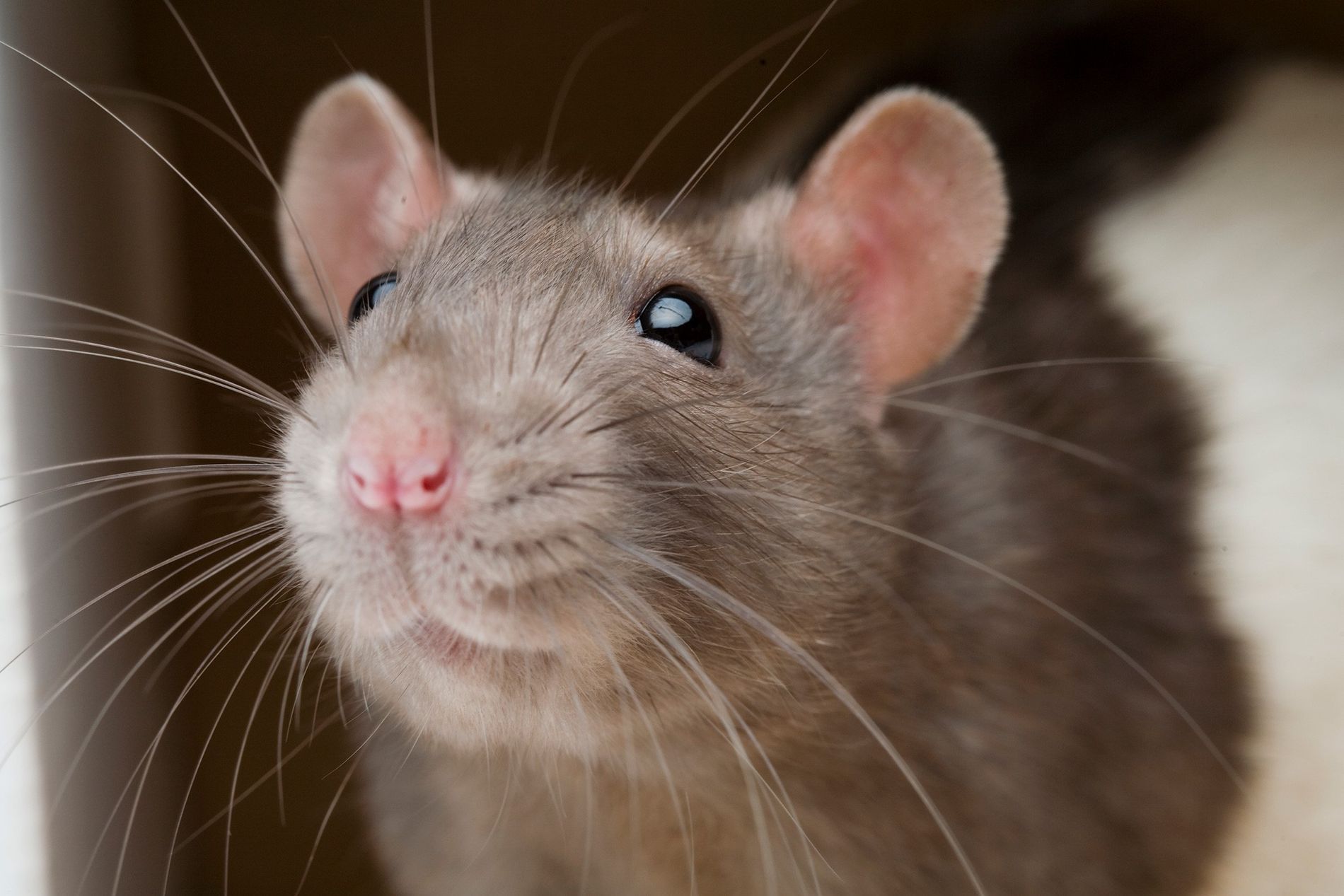 Ratón doméstico
